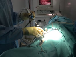 Laparoscopic ovariectomy