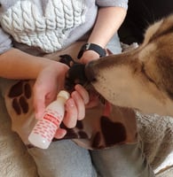 Hand-rearing singleton puppies