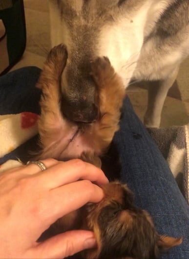 Canine foster mum helps stimulate puppy to defecate