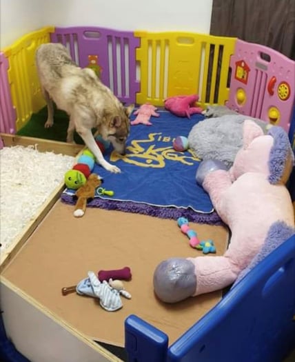 Environmental enrichment for puppy