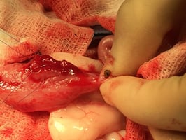 urethral obstruction surgery in cats