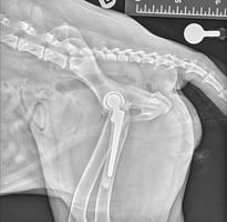 Total hip replacement in a dog