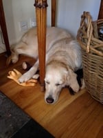 Bitches in pseudopregnancy can show nesting behaviours