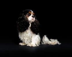 Cavalier King Charles Spaniels are prone to mitral valve disease, so preclinical nutrition is important