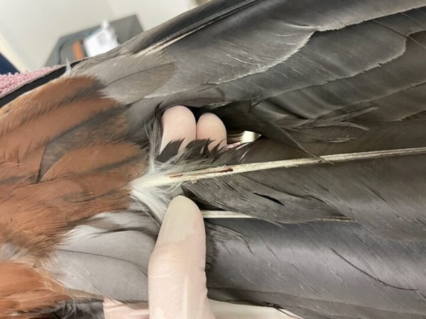 barbared primary feathers in a Harris's hawk from feather destructive behaviour
