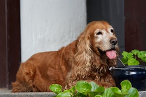 dog with canine cognitive dysfunction (CCD) and other comorbidities