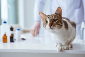 Treating feline interstitial cystitis can be problematic