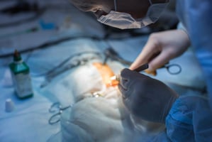 An emergency splenectomy in dog