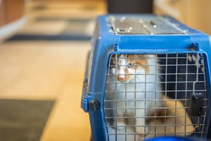 A cat in a carrier at a cat friendly practice