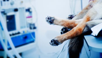 A recumbent dog's paws with anaesthetic machine in the background