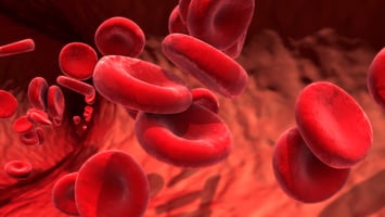 red blood cells in immune mediated haemolytic anaemia