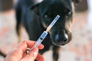 Dog with vaccine in a syringe