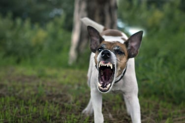 Angry dog barking
