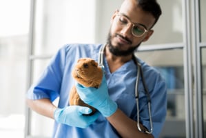 Guinea pig vet