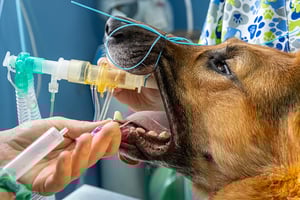 An endotracheal (ET) tube in a dog