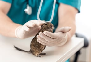 a degu being examined