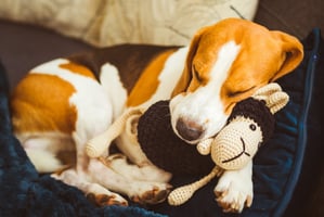 A dog sleeping with their teddy