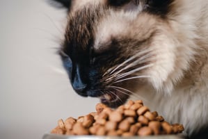 diet for pets with cancer