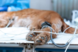A dog under low-flow anaesthesia