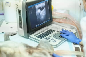 A vet using ultrasonography to identify intestinal obstructions