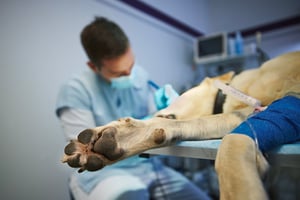A surgeon operating on a canine cutaneous mast cell tumour