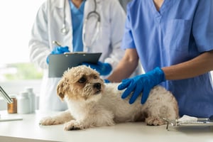 A vet examines a dog with Cushing's syndrome