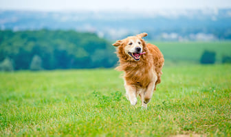 A senior dog running