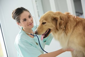 Dogs infected with Angiostrongylus vasorum (lungworm) often have bleeding disorders