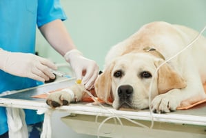 A dog undergoing safe veterinary anaesthesia