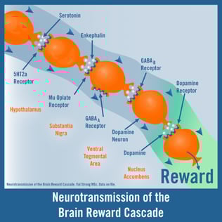 the role of neurotransmitters in the brain reward cascade