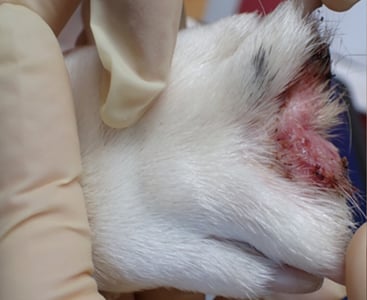 canine interdigital furunculosis