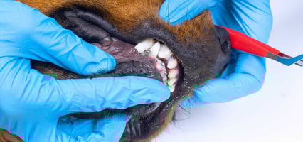 A vet wearing gloves looks at a dog's teeth as part of the dentistry certificate
