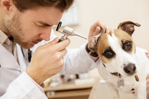 dog with atopic dermatitis