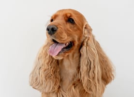 English cocker spaniel