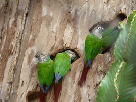 Feather plucking in parrots is common