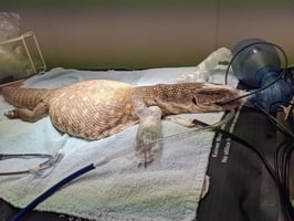 A reptile undergoes general anaesthesia