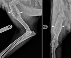 shoulder osteosarcoma in a dog