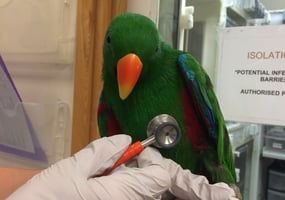 A parrot has a check up in a low-stress veterinary practice