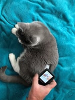 Continuous glucose monitors can be useful in the feline patient