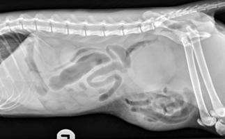An x-ray of a dog with prepubic tendon rupture