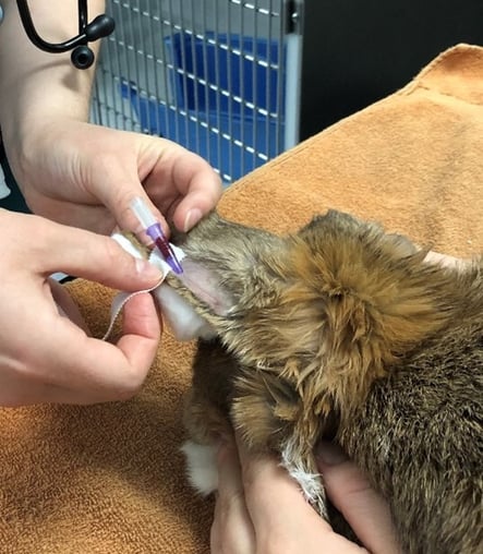 The marginal ear vein is a good place to put an IV cannula in a rabbit
