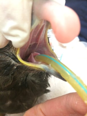 intubating a bird