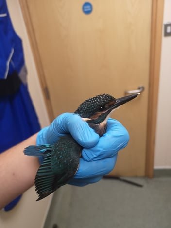 A wild kingfisher is held in a gloved hand - this animal needs pain relief