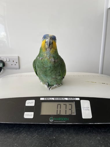 A parrot being weighed at a veterinary practice