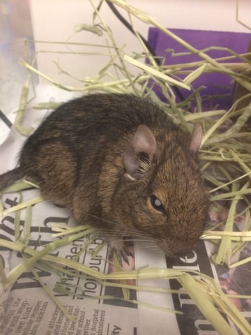 degu with diabetic cataracts