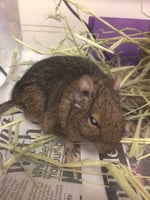 A degu with diabetes mellitus