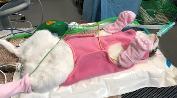Avoiding hypothermia in patients undergoing anaesthesia is even tricker in dentistry, but wrapping dogs up in fleece coats and baby socks can help