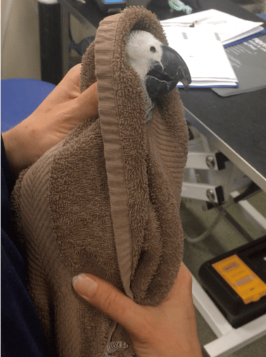 An african grey parrot restrained in a towel