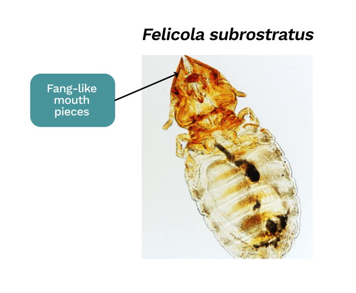 Felicola subrostatus louse ectoparasite