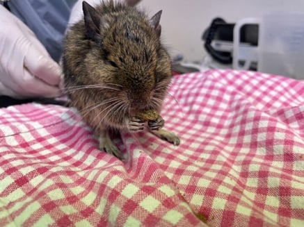 Weight loss and poor hair coat in a degu